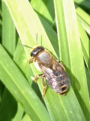 Megachile ericetorum