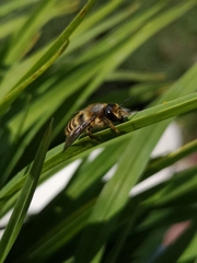 Megachile ericetorum