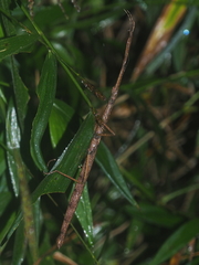 Lopaphus longicollis