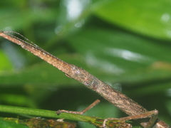 Lopaphus longicollis
