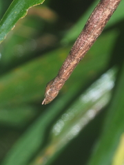 Lopaphus longicollis
