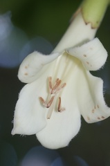 Tecomanthe speciosa
