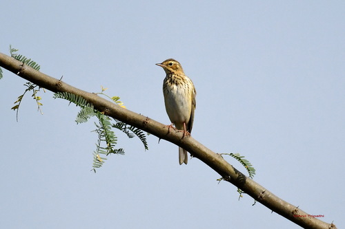 Tree Pipit