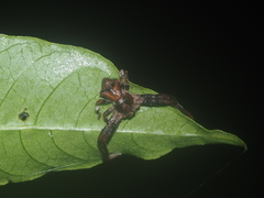 Angaeus rhombifer
