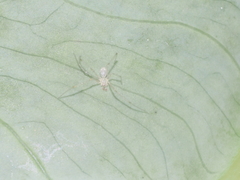 Meotipa spiniventris