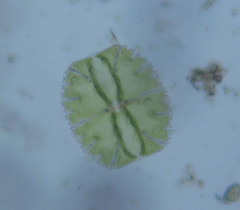 Micrasterias truncata