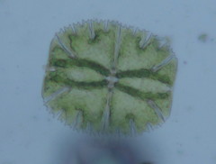 Micrasterias truncata