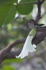 Tecomanthe speciosa