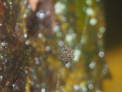Dolichognatha