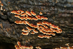 Xylobolus spectabilis