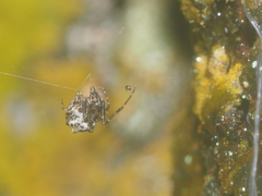 Dolichognatha