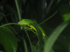 Bronchocela