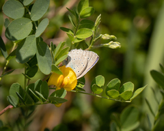 Iolana iolas