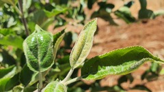 Aculus schlechtendali