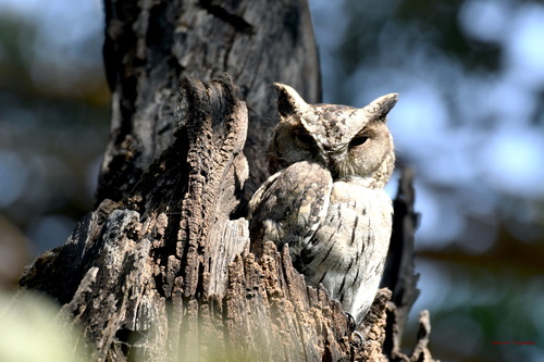 Indian Scops-Owl