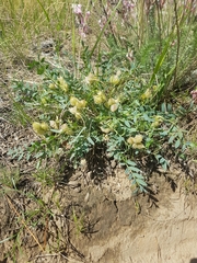 Oxytropis caespitosa