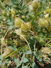 Oxytropis caespitosa