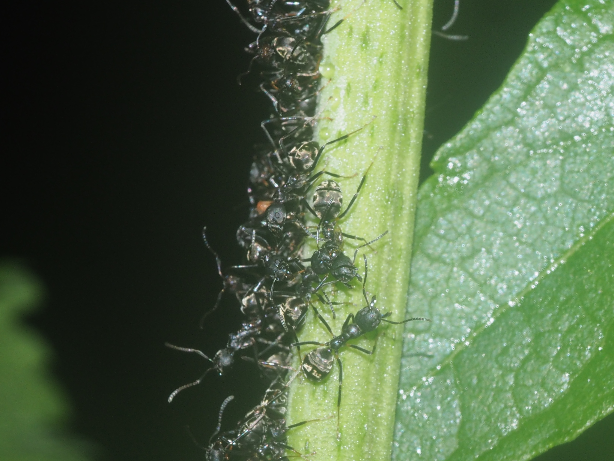 Dolichoderus gibbifer