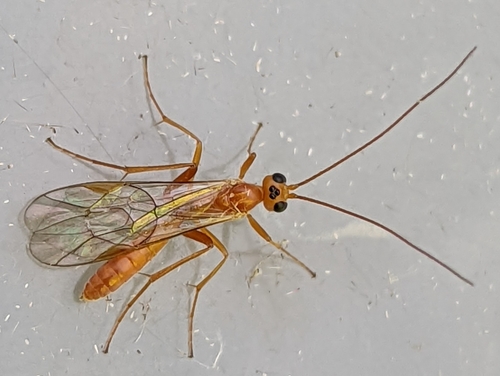 Perilissus albitarsis