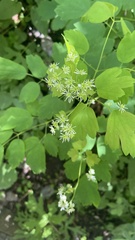 Thalictrum petaloideum
