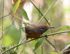 Pheugopedius rutilus