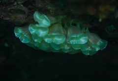 Australaria australasia