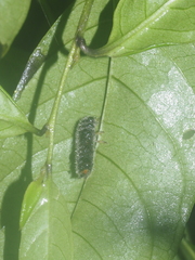 Coleoptera