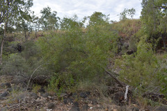 Acacia hemsleyi