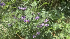 Solanum septemlobum