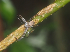 Argiope reinwardti