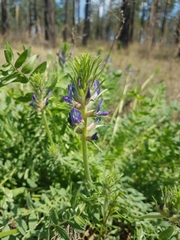Oxytropis sylvatica