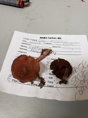 Cortinarius marylandensis