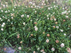 Trifolium repens