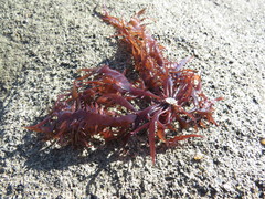 Chondracanthus chamissoi