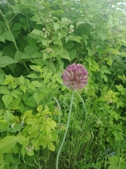 Allium rotundum