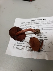 Cortinarius marylandensis