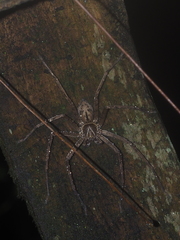 Heteropoda
