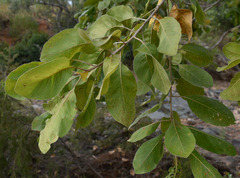 Terminalia platyphylla