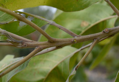 Terminalia platyphylla