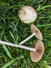 Agrocybe