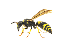 Ancistrocerus parietum