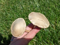 Agrocybe