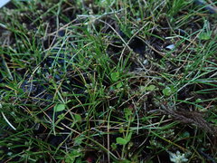 Carex acicularis