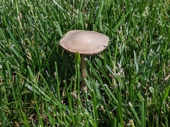 Agrocybe