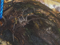 Heteropoda