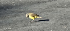 Machetornis rixosa