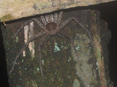 Heteropoda