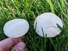 Agrocybe