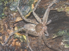 Heteropoda