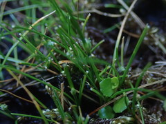 Carex acicularis